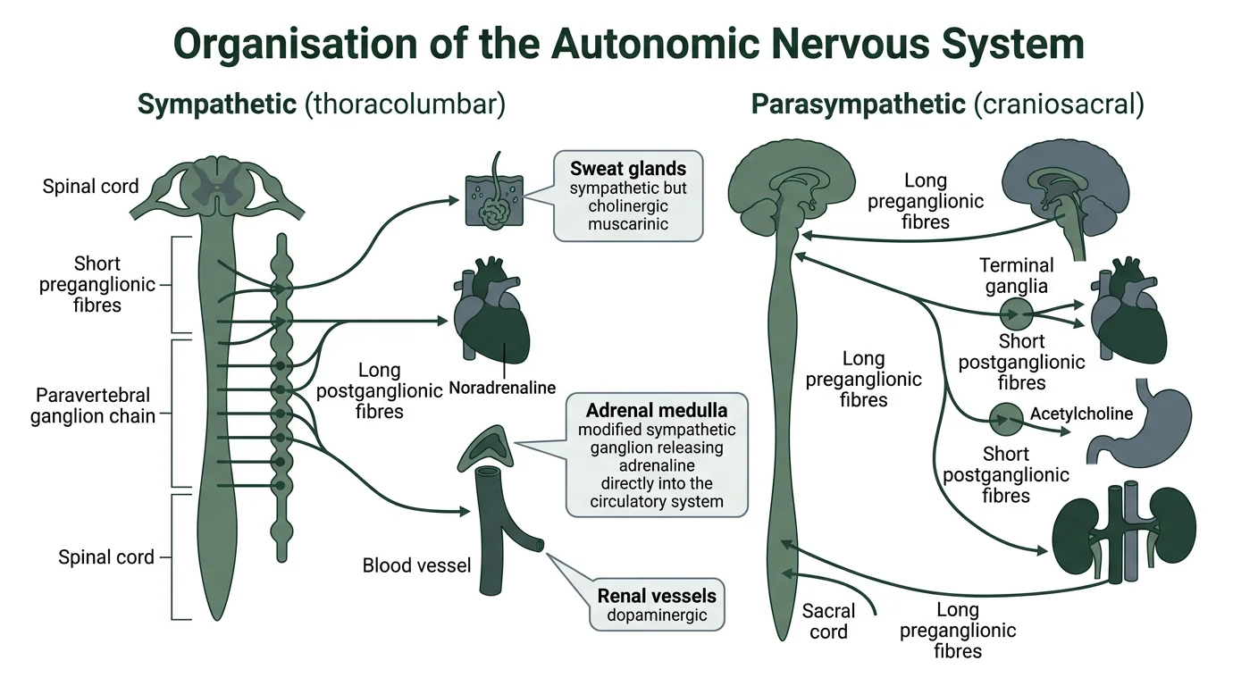Figure 1 — Organisation of the autonomic nervous system