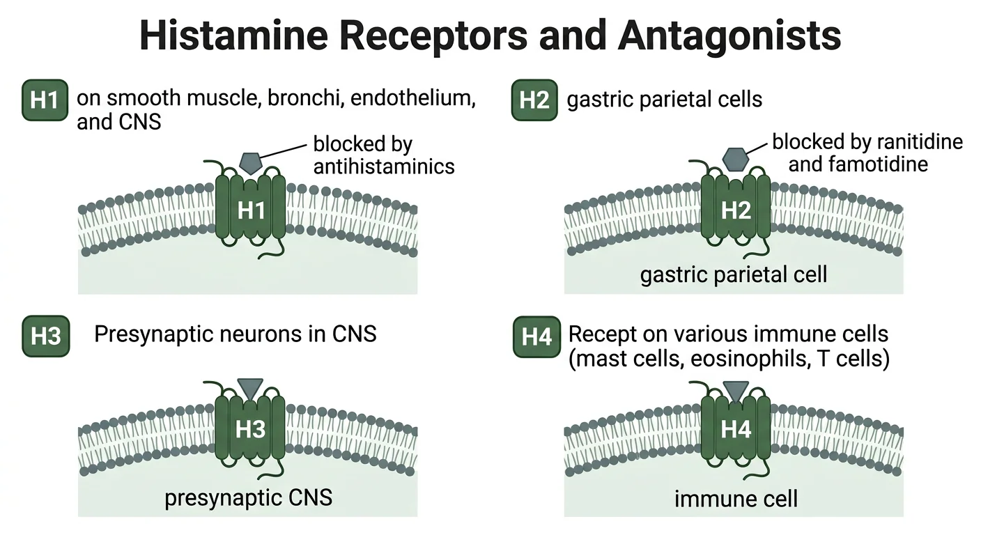Figure 1 — Histamine receptors and their antagonists