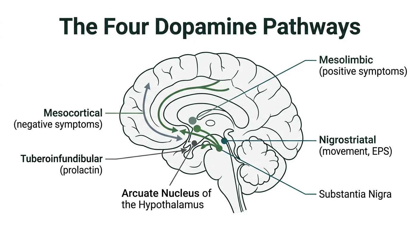 Figure 1 — The four dopamine pathways