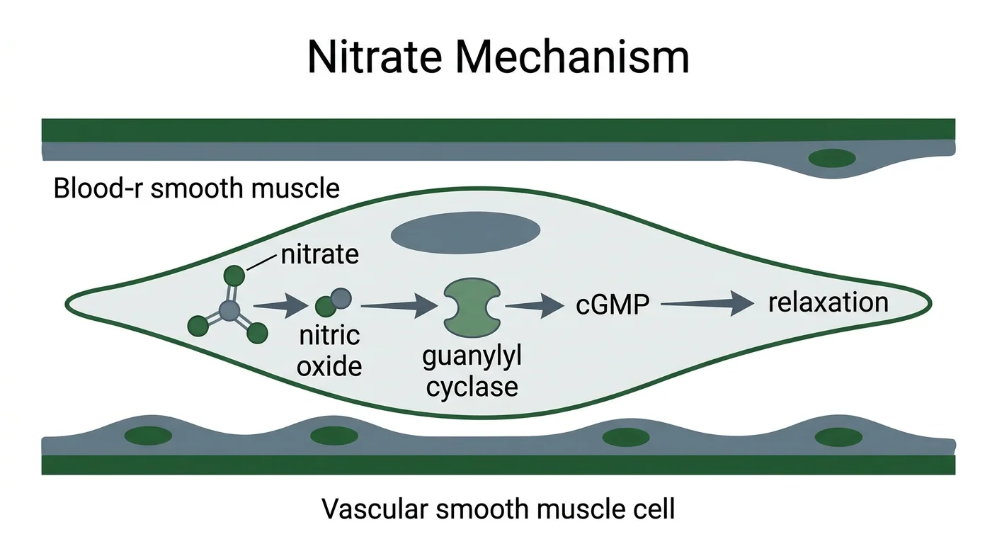 Figure 1 — Nitrate mechanism