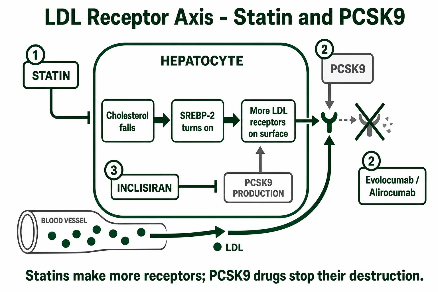 The LDL-receptor axis: statin and PCSK9 inhibitor mechanisms