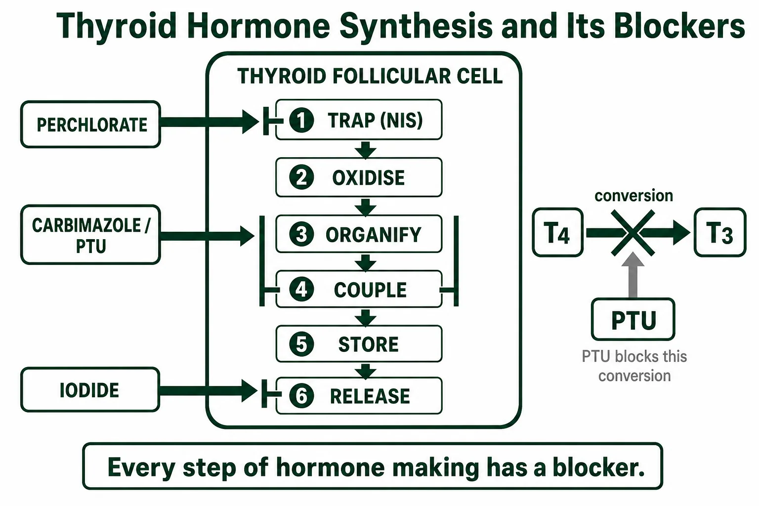 Thyroid hormone synthesis staircase